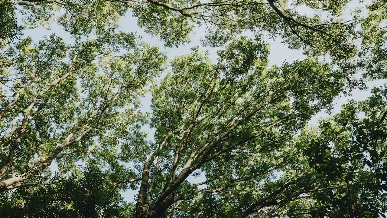 欧美 播五月天跨越文化的音乐盛宴